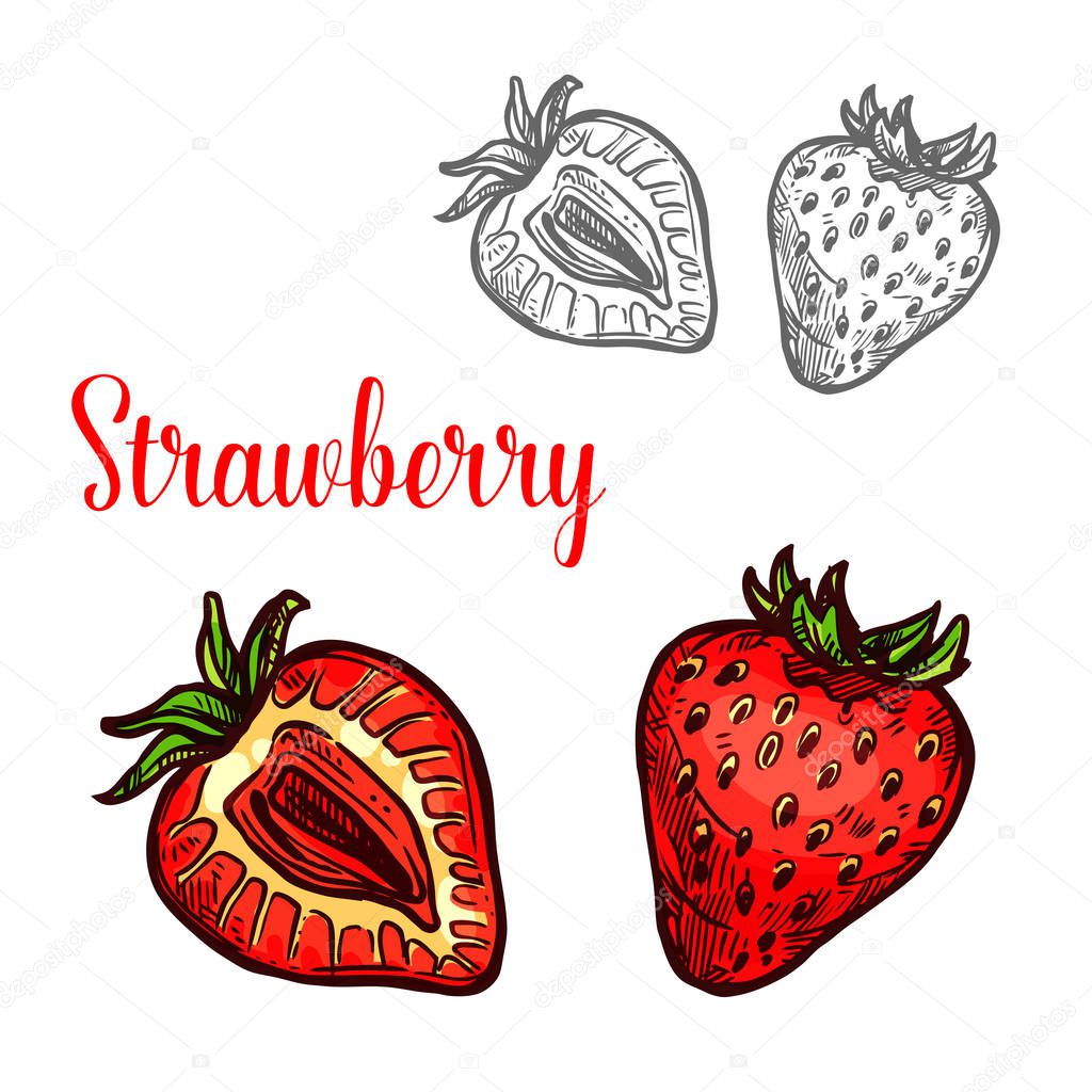 Strawberry fruit isolated sketch of fresh berry