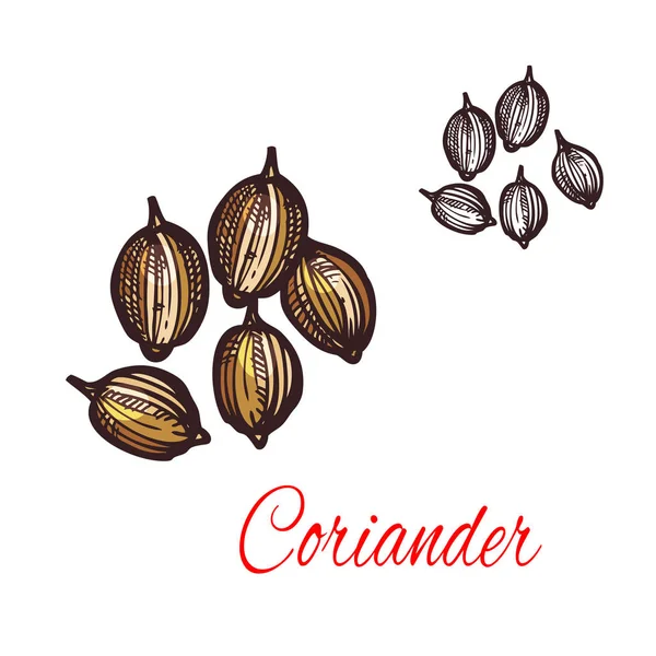 Koriander zaad van koriander kruiden design schets — Stockvector