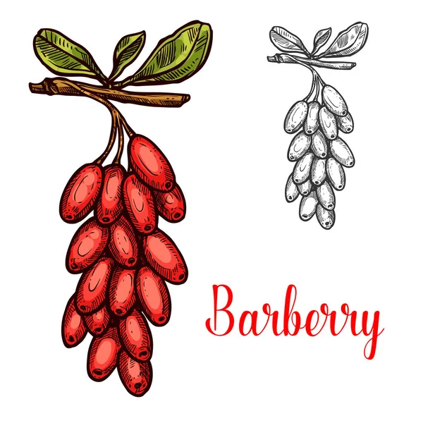 Bosquejo de frutas de Barberry con rama de bayas rojas — Vector de stock