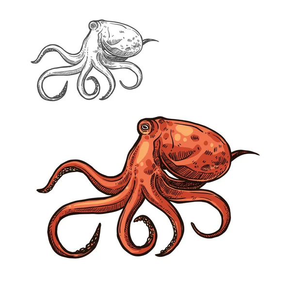 Octopus zee dier schets van de rode zee weekdier — Stockvector
