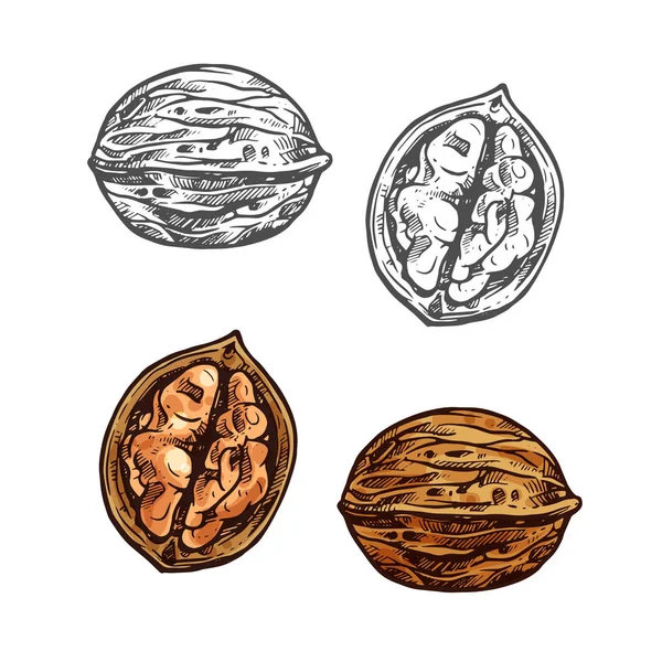 Walnut sketch of whole nut, nutshell and kernel — Stock Vector