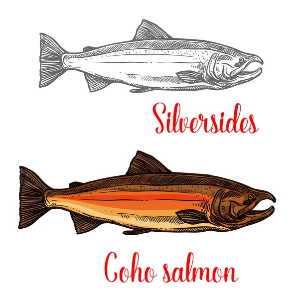 Bosquejo de peces de salmón coho de diseño animal marino — Archivo Imágenes Vectoriales