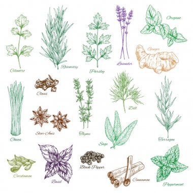 Baharat ve otlar çeşnilikler vektör simgeler kümesi
