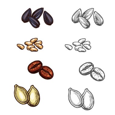 Fındık fasulye ve tohum kroki simgeler vektör