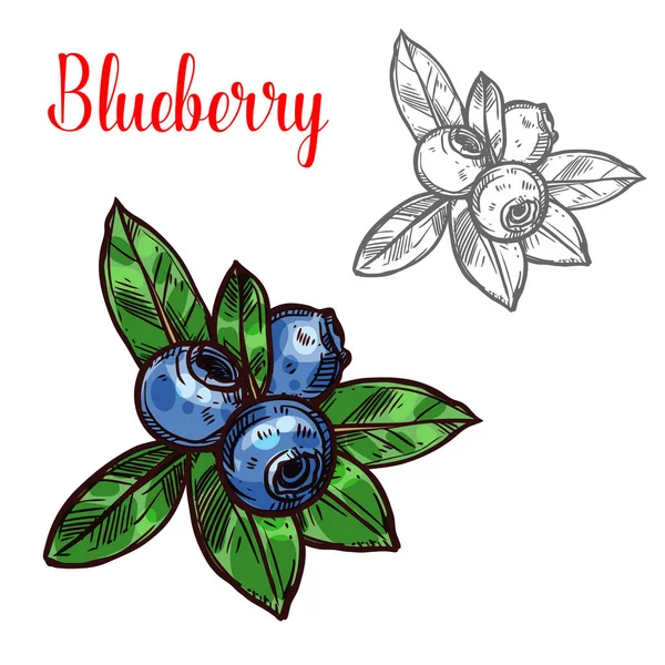 Ikon berry buah sketsa vektor Blueberry - Stok Vektor