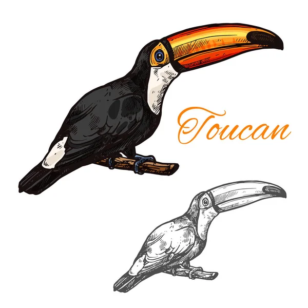 Toucan vector schizzo esotico uccello icona — Vettoriale Stock