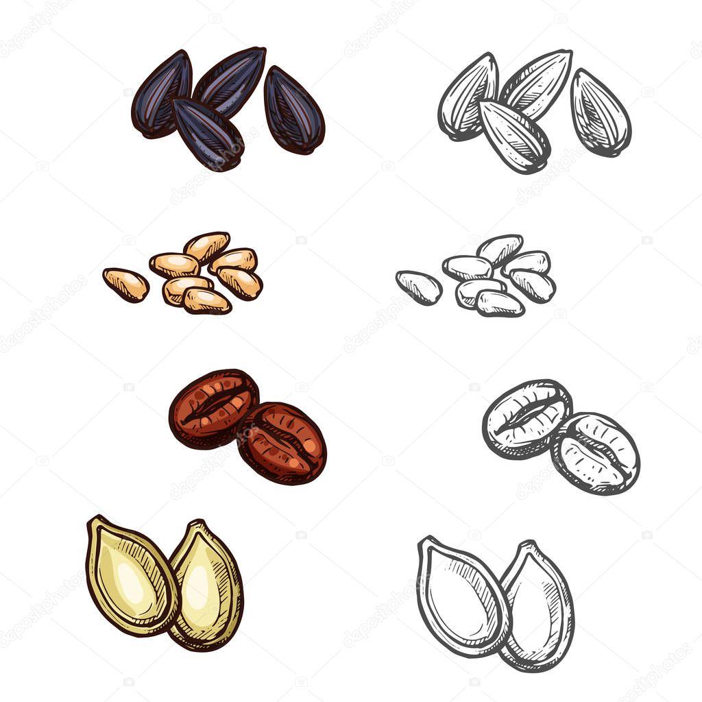 Nuts beans and seeds vector sketch icons
