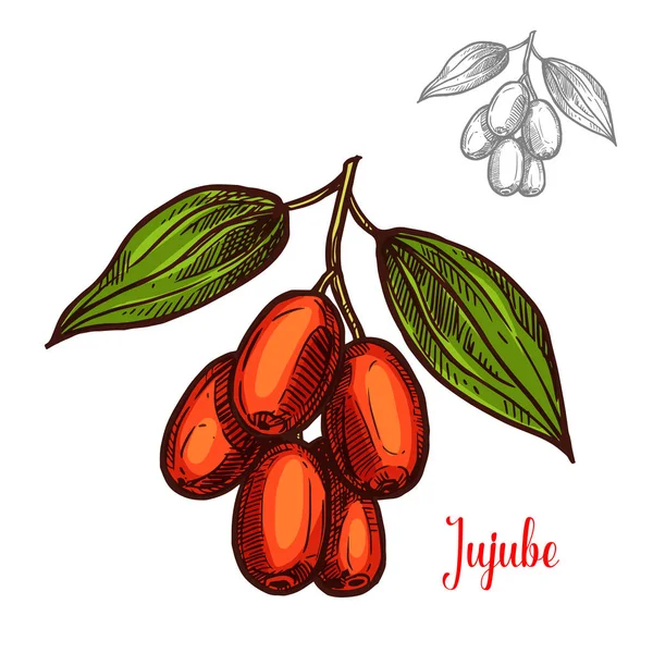 Jujube vector sketch fruit berry icon — Stock Vector