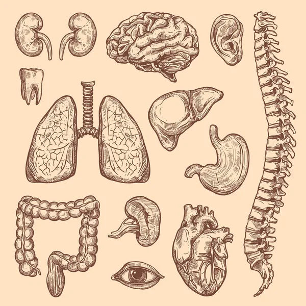 Órganos humanos vector bosquejo cuerpo anatomía iconos — Vector de stock