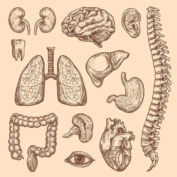 Organi umani schizzo vettoriale icone anatomia del corpo — Vettoriale Stock