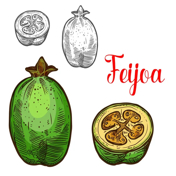 Φειζοα-Γκουαγιαμπο διάνυσμα σκίτσο φρούτων που κόπηκαν εικονίδιο — Διανυσματικό Αρχείο