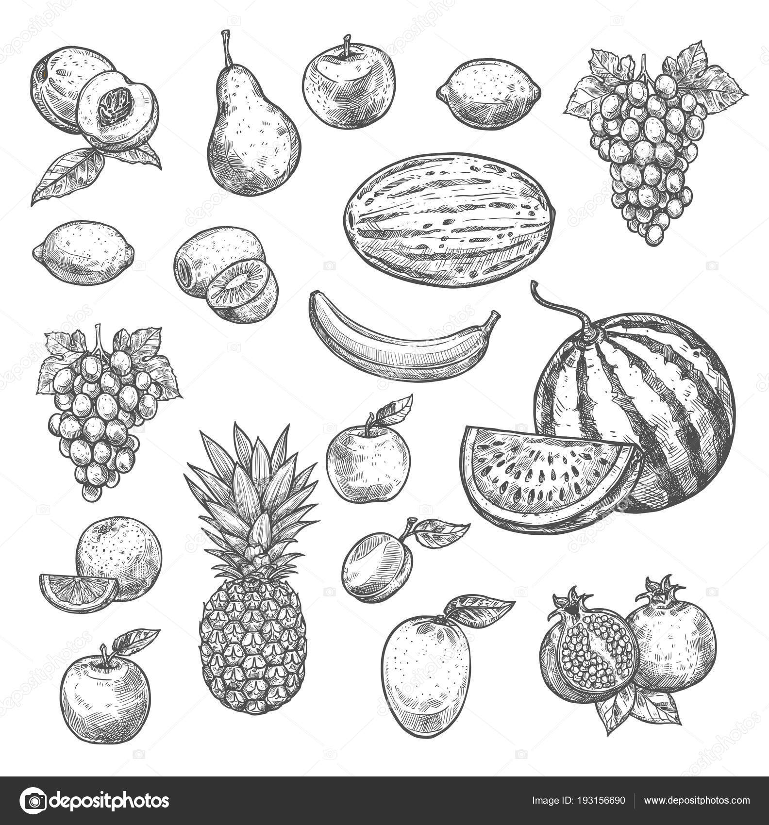 Vector Illustration Autumn Winter Fruits Drawing Stock Vector (Royalty  Free) 2346918049 | Shutterstock