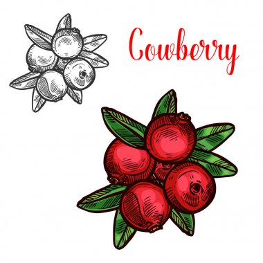 Fuska vektör kroki meyve berry simgesi