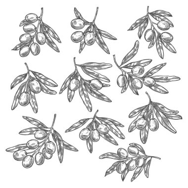 Vektör zeytin zeytinyağı şube kroki simgeler