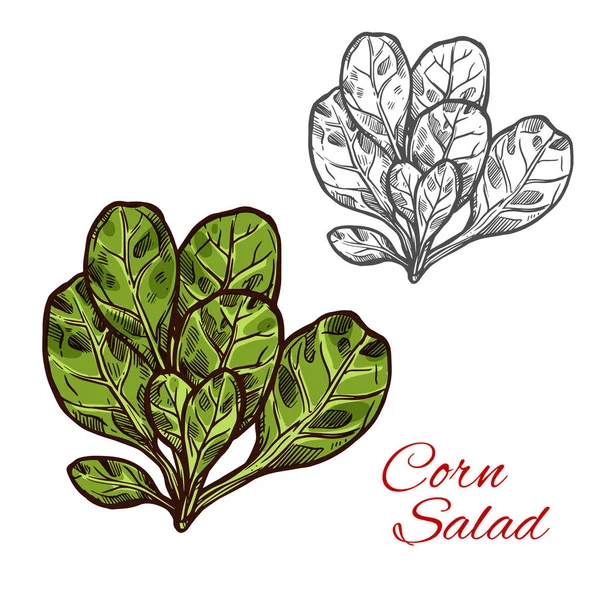 Ensalada de maíz vector bosquejo icono vegetal — Archivo Imágenes Vectoriales