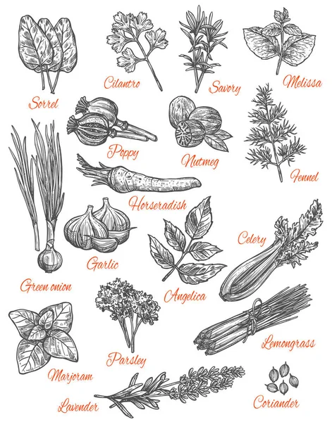 Spices store vector sketch icons of herbs — Stock Vector