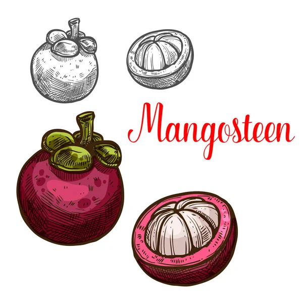 Mangostino vector boceto fruta corte icono — Vector de stock