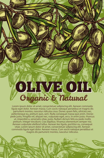 Плакат векторной маслины для оливкового масла — стоковый вектор