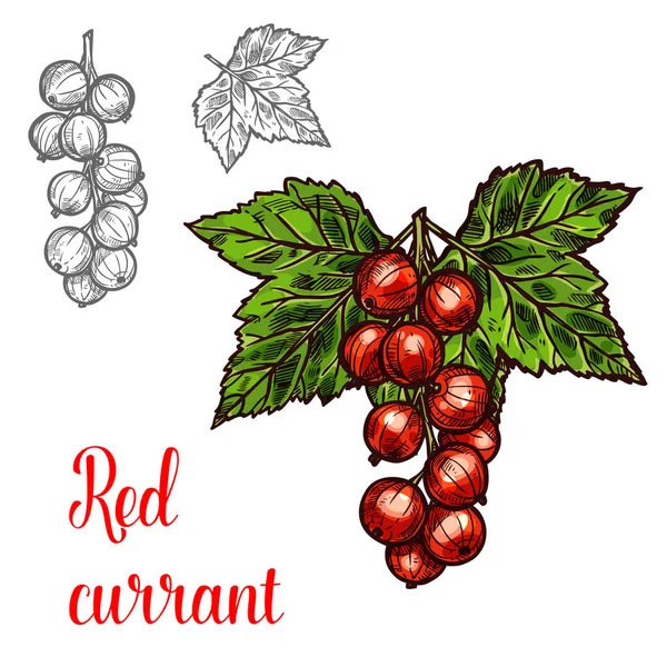 Red currant vector sketch ikon berry buah - Stok Vektor