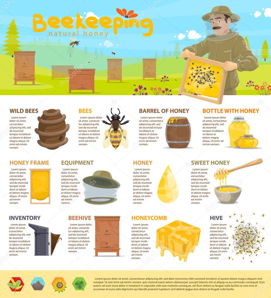 Honey beekeeping vector infographics