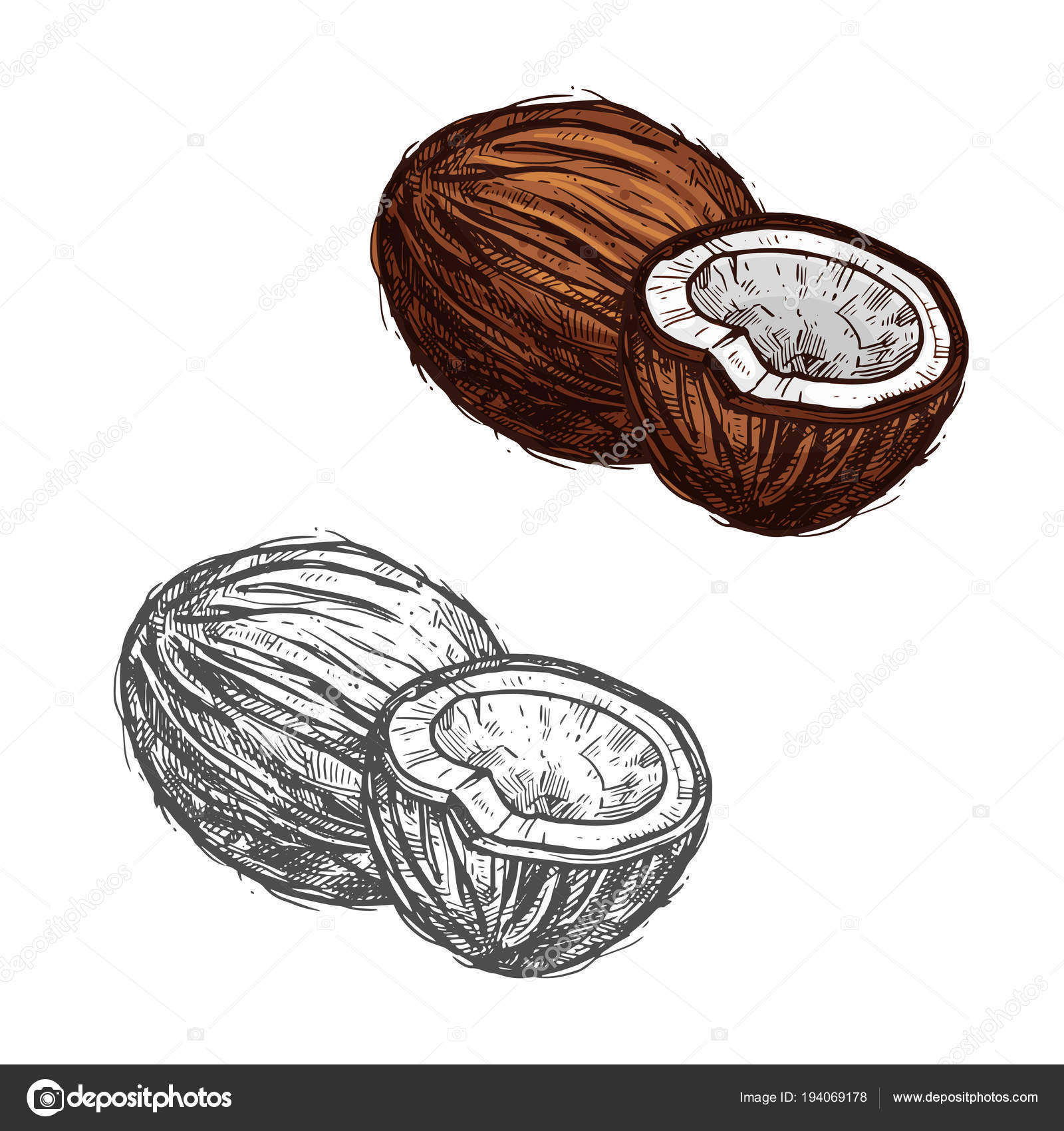 Coco Fruta Dibujo / Personaje de dibujos de fruta de coco. Ilustración