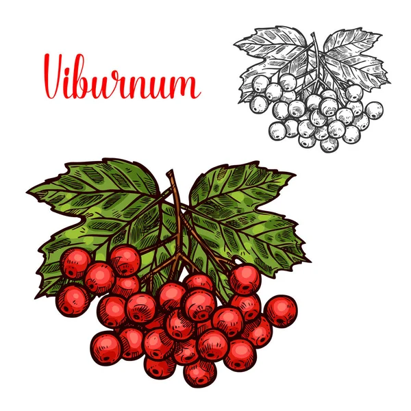 Sketsa buah Viburnum dari berry merah dan daun hijau - Stok Vektor