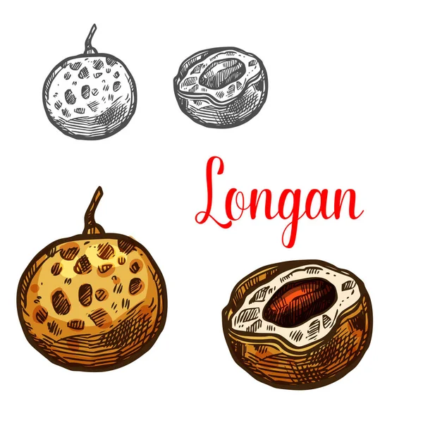 Longan φρούτα σκίτσο της Ασίας εξωτικά τροπικά μούρο — Διανυσματικό Αρχείο