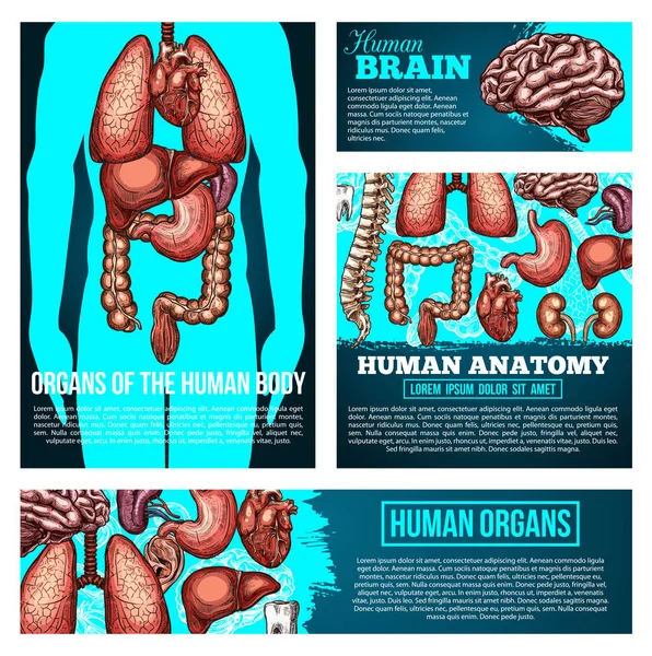 Banner de anatomia do corpo humano com órgão, esboço ósseo —  Vetores de Stock