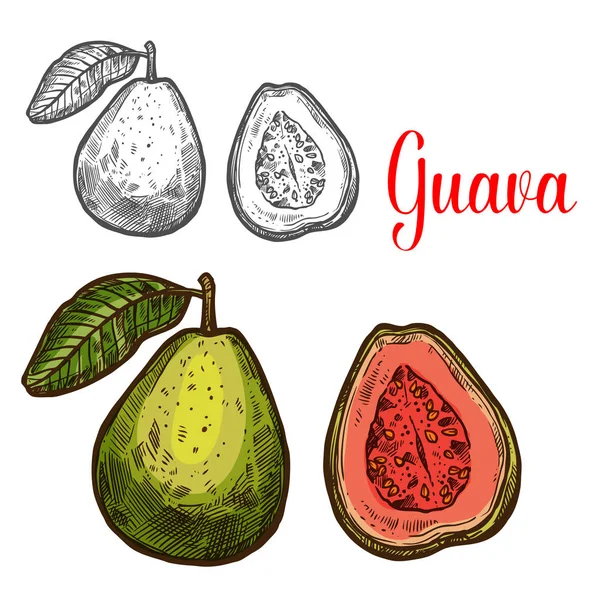 Boceto de frutas tropicales de guayaba de bayas frescas y exóticas — Vector de stock