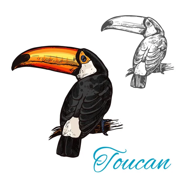 Pájaro tropical tucán sentado en un boceto de rama — Vector de stock