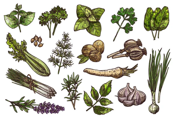Bosquejo de hierbas, especias y condimentos del diseño de alimentos — Vector de stock