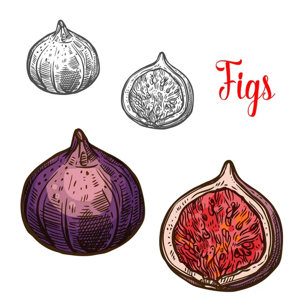 Fig fruit geïsoleerde schets met verse exotische berry — Stockvector