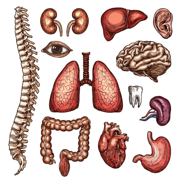 Bosquejo de órganos, huesos y partes del cuerpo de la anatomía humana — Vector de stock