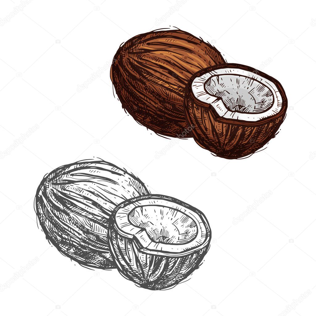 Coconut fruit of tropical palm sketch, food design