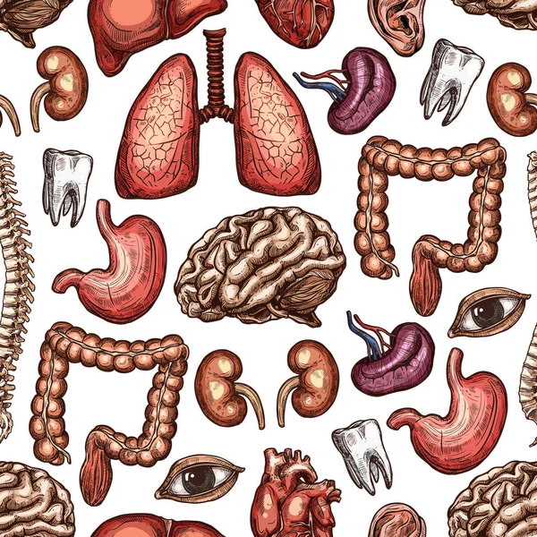 Anatomía inconsútil patrón de fondo del órgano humano — Vector de stock