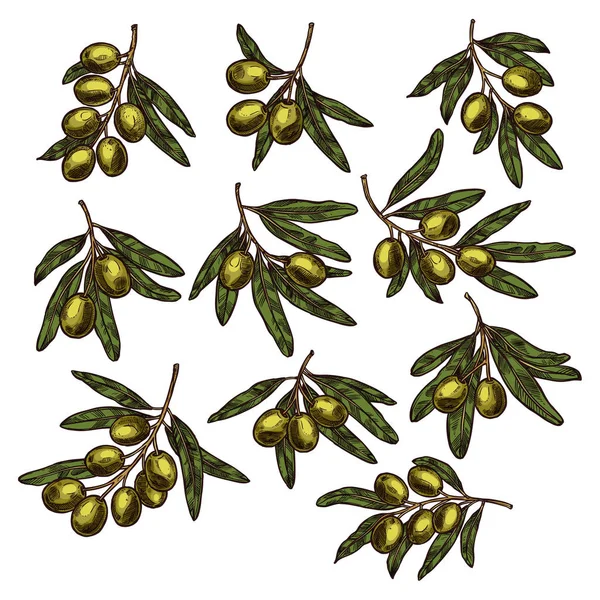 Grön oliv frukt gren skiss för matdesign — Stock vektor