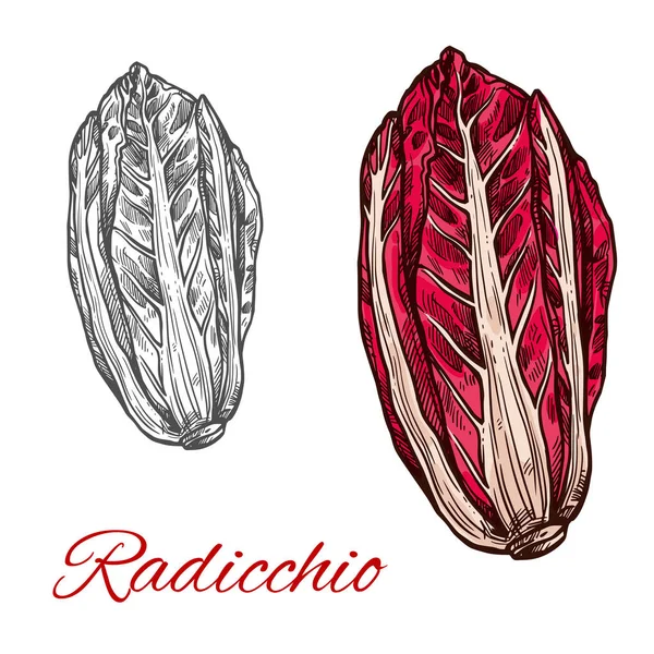 Radicchio salade vectoriel croquis légume icône — Image vectorielle