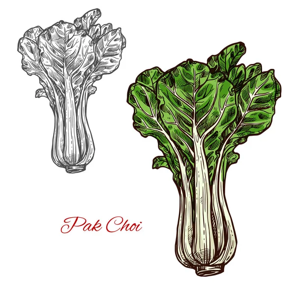Διάνυσμα σαλάτα λάχανο Pak choi σκίτσο εικονίδιο λαχανικών — Διανυσματικό Αρχείο