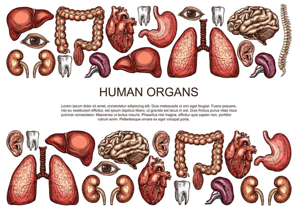 Menschliche Organe Vektor Skizze Körper Anatomie Poster — Stockvektor