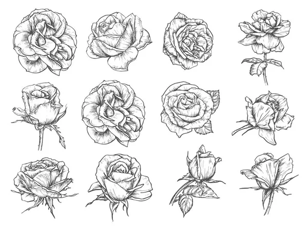 Fleurs vectorielles roses croquis icônes — Image vectorielle