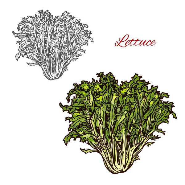 Lechuga vector boceto ensalada icono — Archivo Imágenes Vectoriales