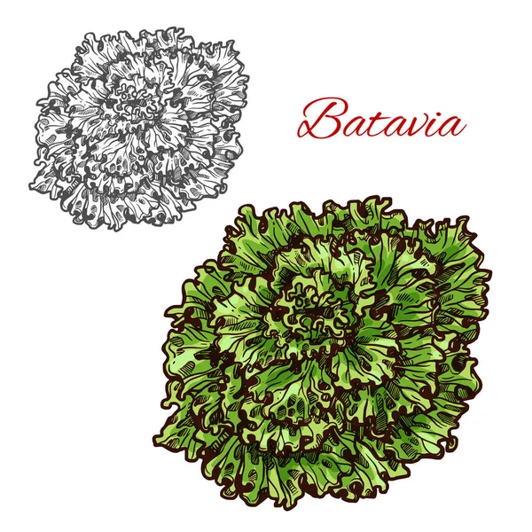 Batavia lechuga vegetal ensalada hoja verde boceto — Vector de stock