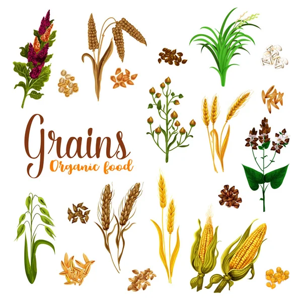 Semi di cereali con icona auricolare per la progettazione di alimenti — Vettoriale Stock
