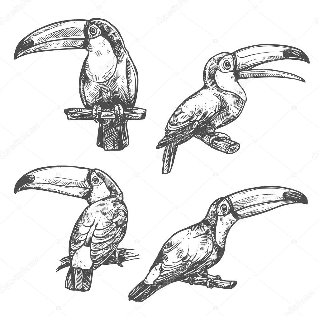 Toucan tropical bird sketch, exotic animal design