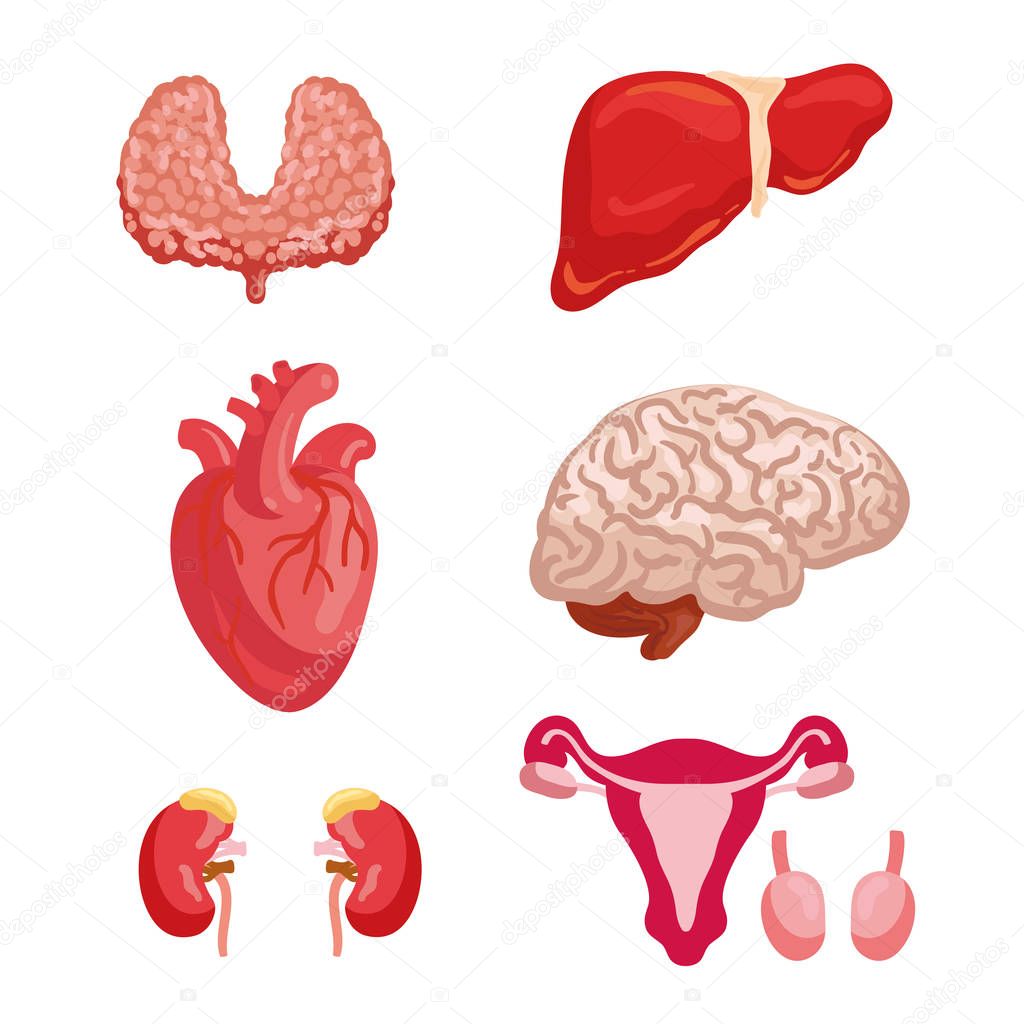 Human organ anatomy icon for medicine design