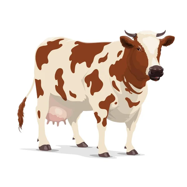 Cow farm animal, white and brown heifer cattle — Stock Vector