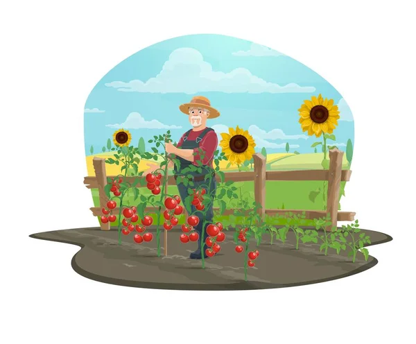 Granjero cultivando hortalizas de tomate en la granja — Archivo Imágenes Vectoriales