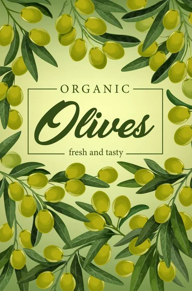 Оливки на ветвях, зеленые фрукты и листья — стоковый вектор