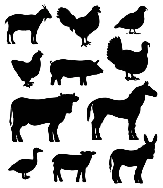 Aves de capoeira e animais de criação bovinos isolados — Vetor de Stock