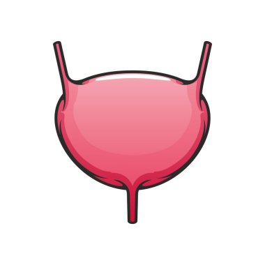 İnsan mesanesi, iç organ ikonu.